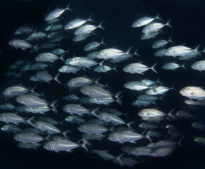 Flock herd of Jack fish bait ball in clear black water