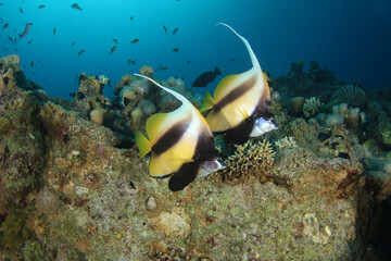 Close-up of beautiful pair of butterfly fish against the backdrop of a wonderful coral reef