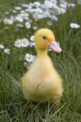 Little proud yellow duckling among grass and flowers