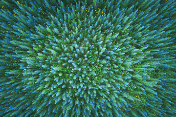 Obraz premium Aerial view of meadow flowers, cold toned image