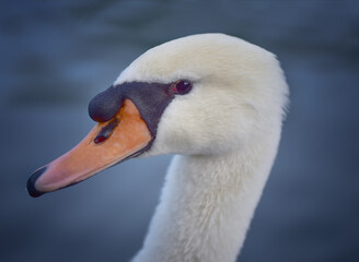 Close-up portrait of a white wild swan