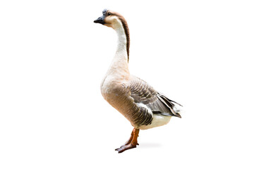 Brown swan isolated on white background