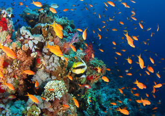 Fototapeta na wymiar Tropical red fish and hard corals on the reef in the ocean