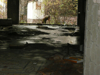 Chernobyl Pripyat Abandoned