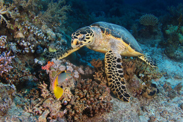 Naklejka na ściany i meble Sea turtle close up over coral reef in ocean