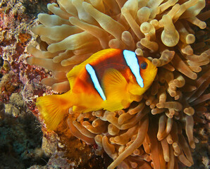 Naklejka na ściany i meble Clown anemone fish lives in anemone at the bottom of the sea
