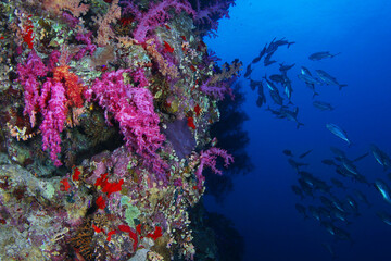 Naklejka na ściany i meble Beautiful colorful coral reef with red and purple soft corals