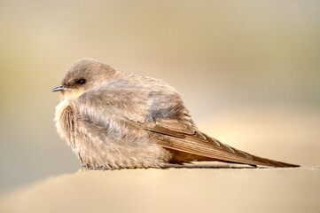 ROCK MARTIN ( Hirundo fuligula)  sheltering from wind.