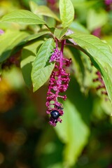 Pink Blossoms and Black Berry