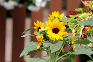 beautiful small yellow sunflowers on a bright sunny day in front of a brown fence