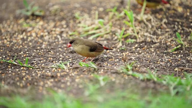Red Avadavat bird eat whole grains.