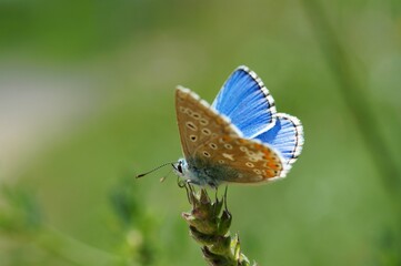 A small butterfly in wildflowers. Animals in the wild.
