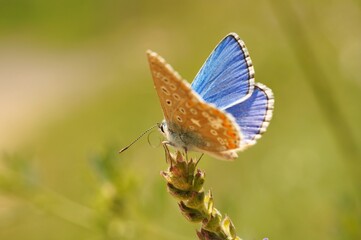 A small butterfly in wildflowers. Animals in the wild.