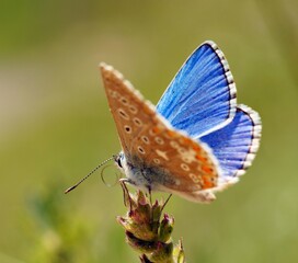 A small butterfly in wildflowers. Animals in the wild.