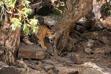 Tigress Krishna cub emerging from the trees, Ranthambore Tiger Reserve