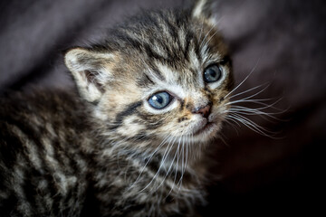 portrait d'un chaton tigr&eacute;