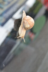 ślimak, muszla, zwierzak, charakter, powolny, jardin, braun, makro, feuille, zieleń, pomrowik, bliska, mięczak, izolowany, obleśny, linia śrubowa, crawling, roślin, bliska, biała, jedzenie, drzew, lat © Szymon