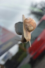 ślimak, muszla, zwierzak, charakter, powolny, jardin, braun, makro, feuille, zieleń, pomrowik, bliska, mięczak, izolowany, obleśny, linia śrubowa, crawling, roślin, bliska, biała, jedzenie, drzew, lat © Szymon
