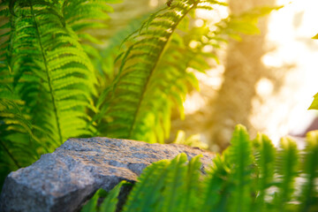stone empty podium stand for cosmetics with fern leaves in a summer garden.  Mock up.