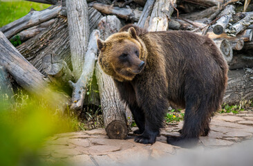 the bear became alert and smelled prey in the summer