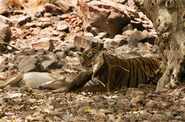 Tigress Noor killing a spotted deer at Ranthambore Tiger Reserve