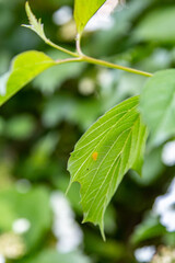 Fototapeta na wymiar Orange little insect eggs under a leaf of a tree. Vertical orientation. 