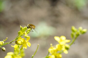 Blurred background. A bee collects pollen from yellow flowers.