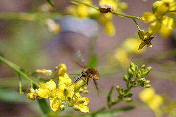 Blurred background. A bee collects pollen from yellow flowers.