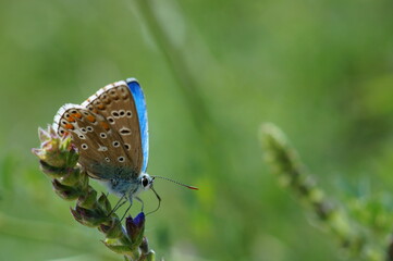A small butterfly in wildflowers. Animals in the wild.