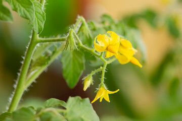 yellow flower of tomato plants in the garden