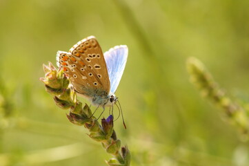 A small butterfly in wildflowers. Animals in the wild.