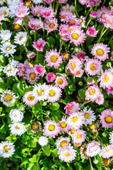 Fototapeta premium A lot of white and pink daisies bellis perennis. Vertical orientation. 
