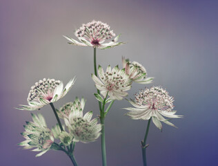 Jarzmianka - białe kwiaty