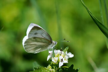 White butterfly on a green background. Insects in the field.