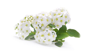 Small cherry flower inflorescence in bloom closeup on white background.