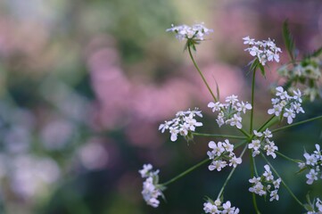 wild flowers in the garden