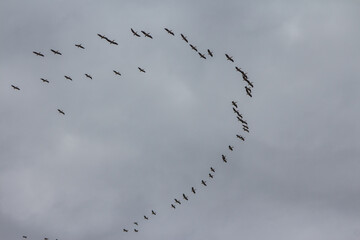 A flock of pelicans in the sky over the Danube Biosphere Reserve. Ukraine