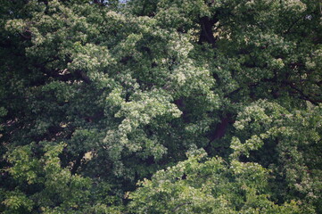 Blooming tree close-up.