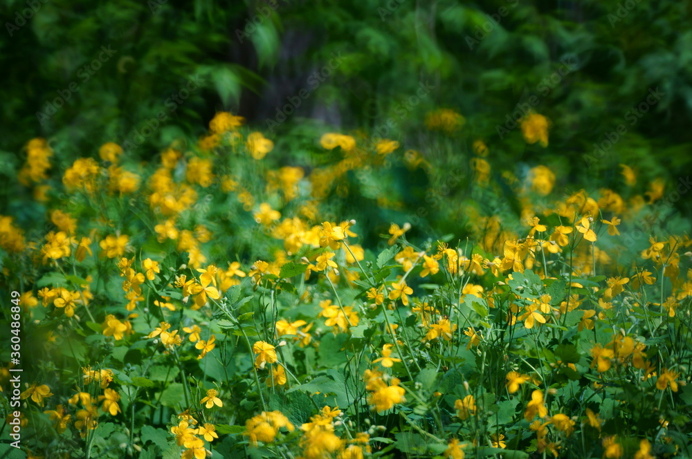 Poster celandine blooming in the field. medicinal wildflowers.