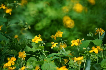 Celandine blooming in the field. Medicinal wildflowers.