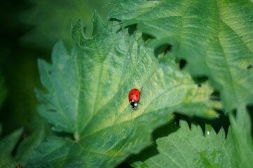 Ladybug on a green leaf. Insects in nature.