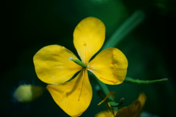 Fototapeta premium Celandine blooming in the field. Medicinal wildflowers.