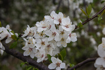 Obraz premium White flowers on an cherry tree in spring