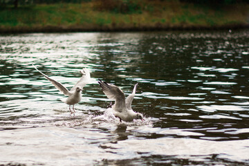 Wild birds family swarm flying, chasing, hunting on the lake. Bird, seagull, seagulls in nature