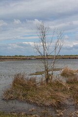 Swamp on Ermak Island in the Danube Biosphere Reserve near the town of Vylkove. Ukraine