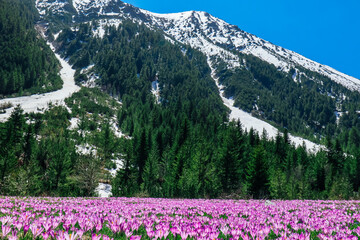 A meadow in alpine mountain with violet first spring flowers saffron. Floral background with many crocuses.