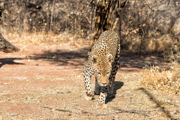 Leopard (Panthera pardus) walking in Okonjima Nature Reserve, Namibia.