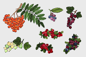 Berries collection. Colorful hand drawn berries icons set. Blueberry, cranberry, blackberry, rowan berry, currant. Isolated berry on light background. Close up. Ripe color small fruit icon.