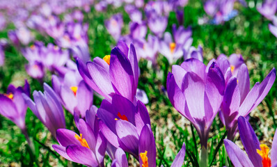A meadow of violet spring flowers saffron. Floral background with many crocuses.