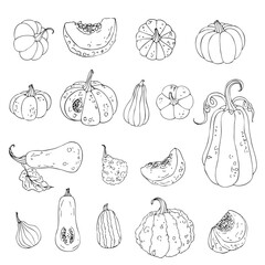 
Pumpkins isolated vector set. Vector illustration black and white. Hand drawn line art pumpkins, line style